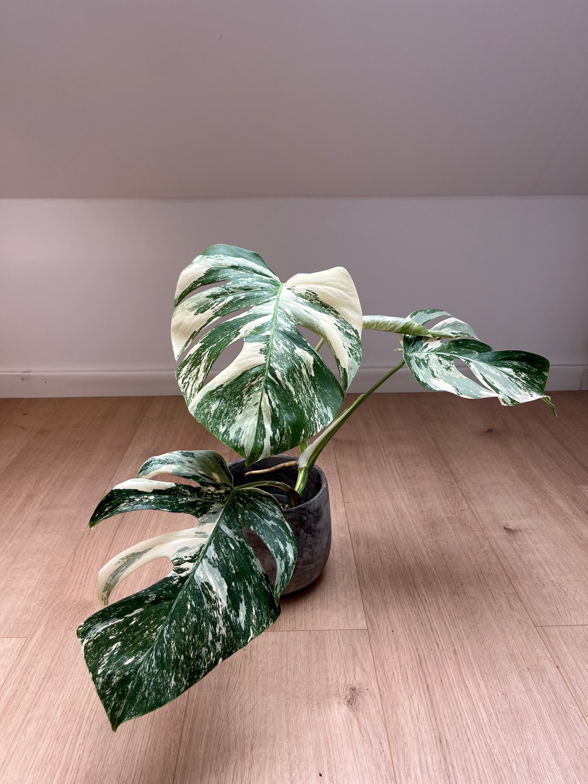 Monstera deliciosa var. borsigiana 'Variegata'