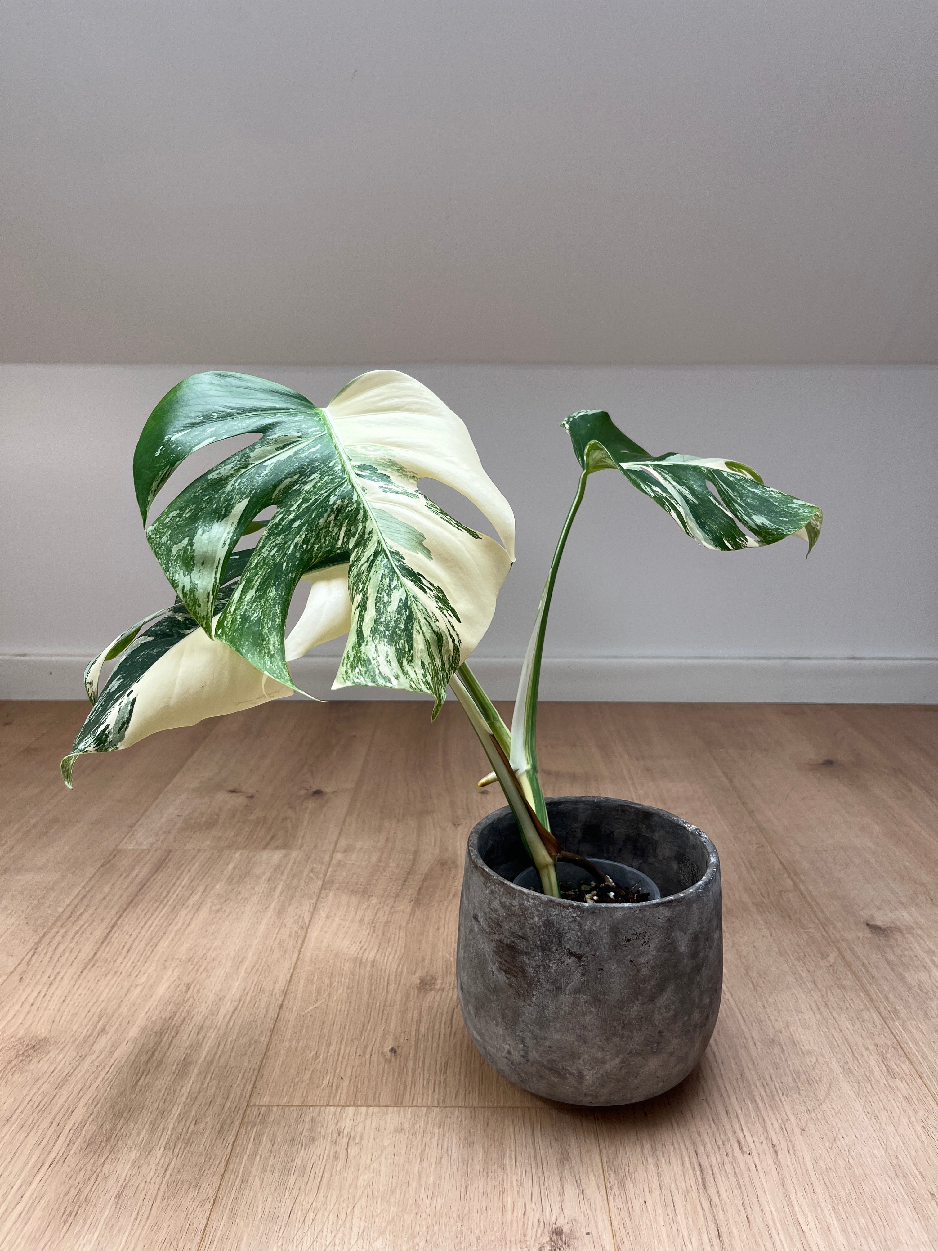Monstera deliciosa var. borsigiana 'Variegata'