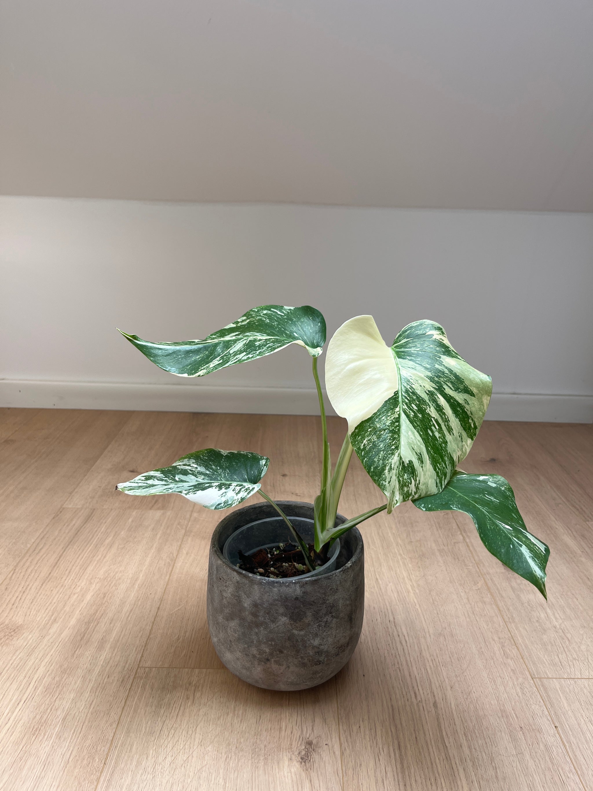 Monstera deliciosa var. borsigiana 'Variegata'