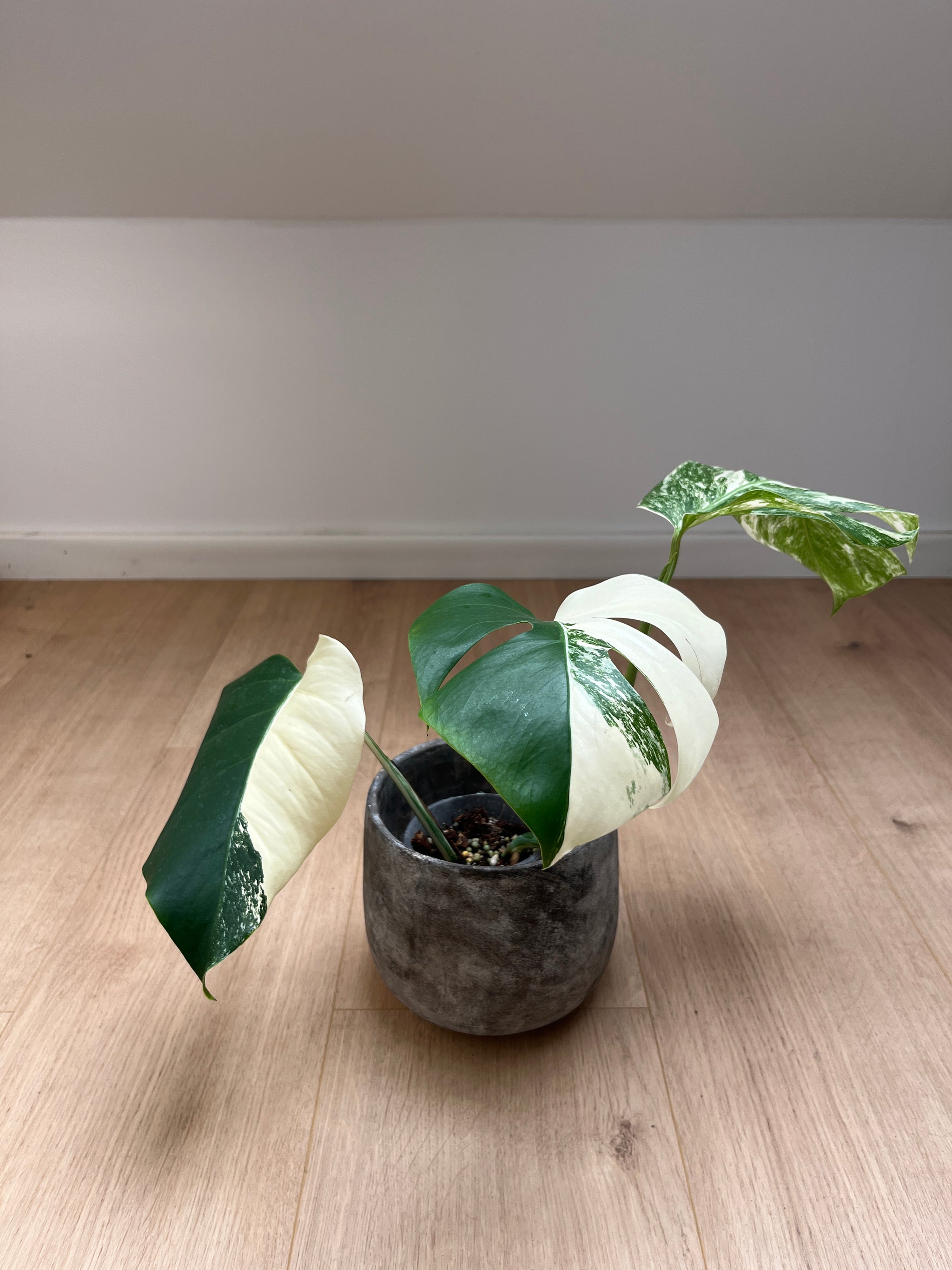 Monstera deliciosa var. borsigiana 'Variegata'