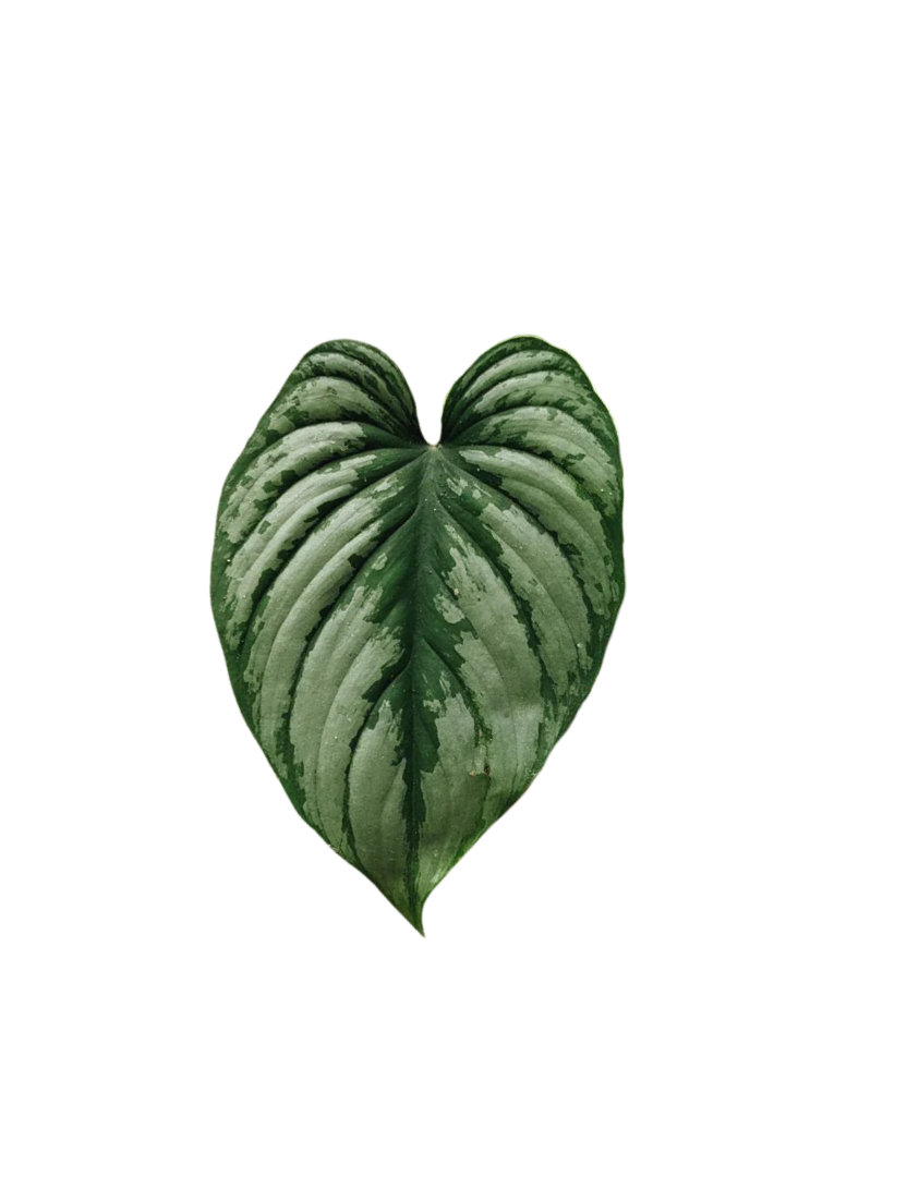 Philodendron mamei 'Silver Cloud'