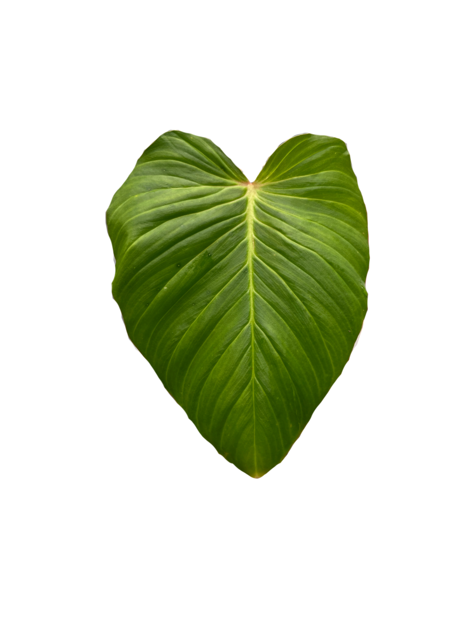 Philodendron fibrosum aff.