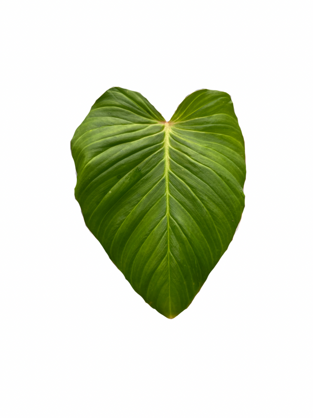 Philodendron fibrosum aff.