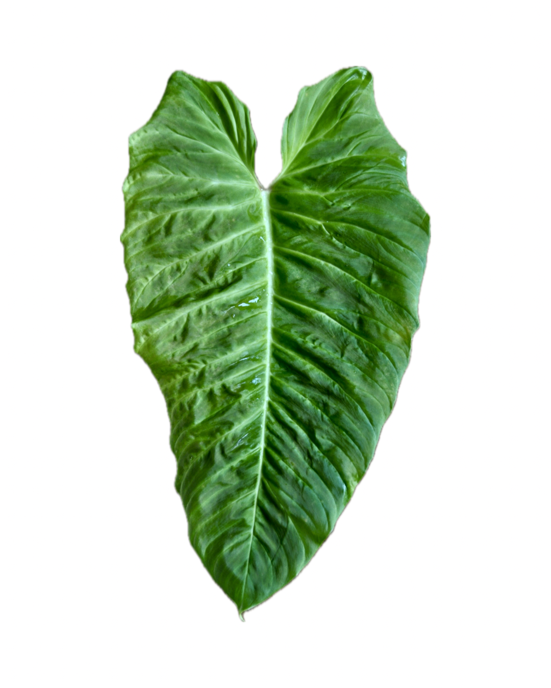 Philodendron serpens x verrucosum