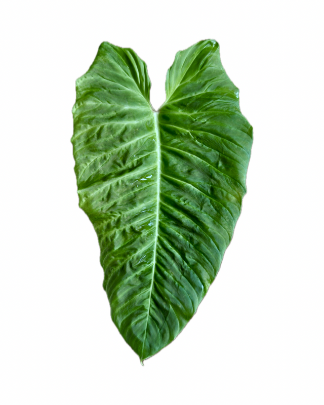 Philodendron serpens x verrucosum