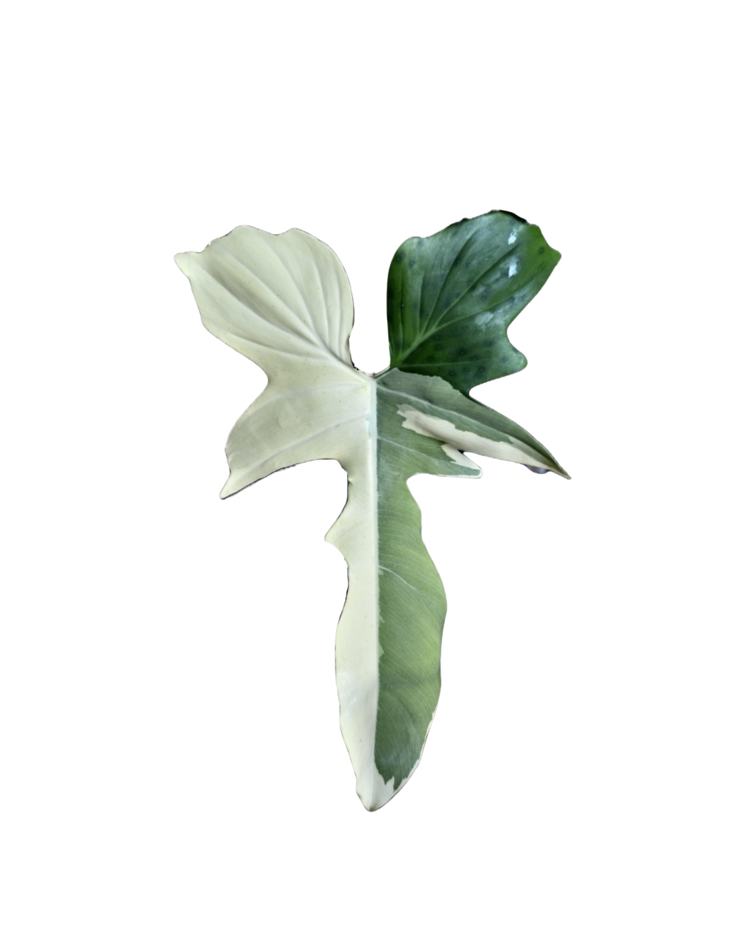 Philodendron sp. 'Golden Dragon' Variegata
