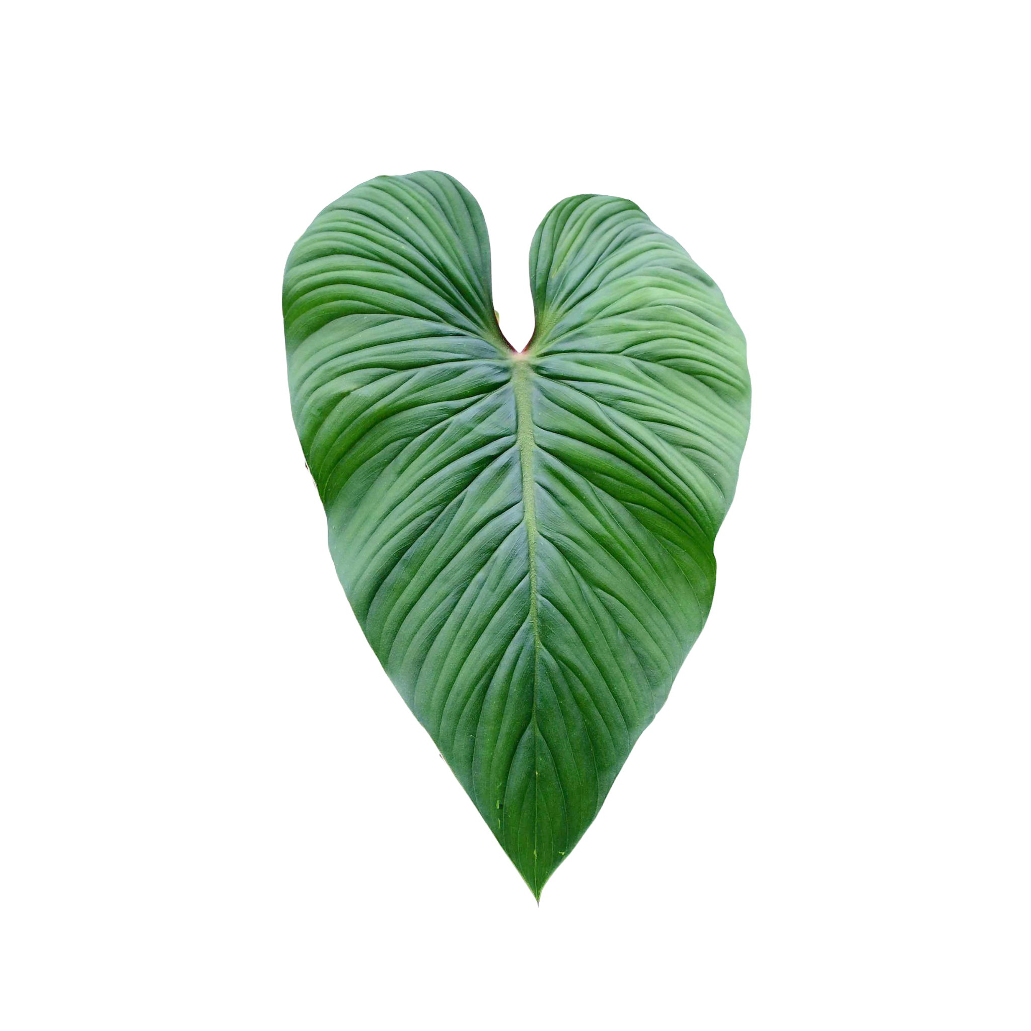 Philodendron mamei 'Green'
