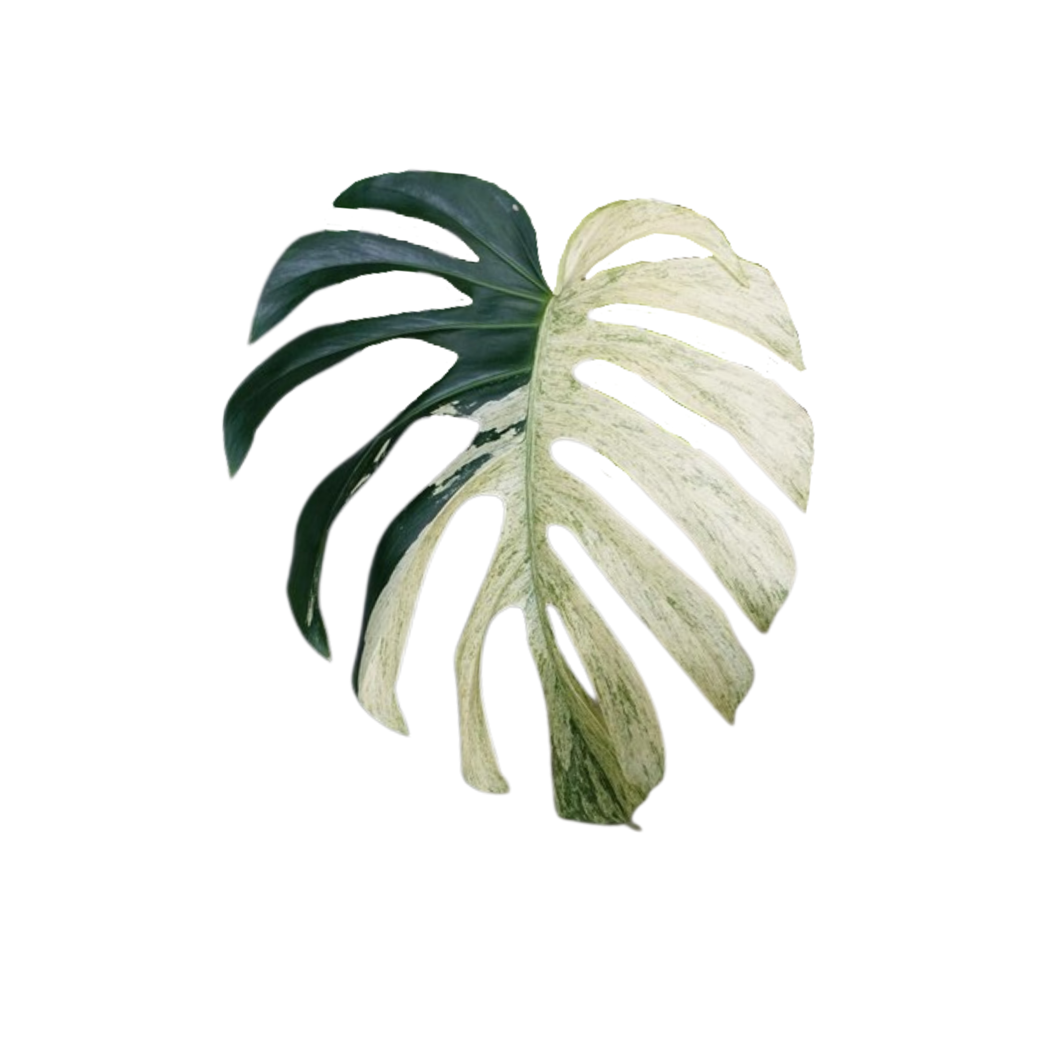 Monstera deliciosa 'Mint'