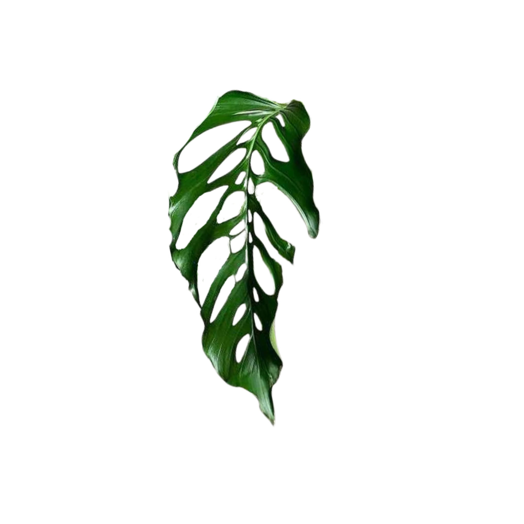 monstera egregia Monstera egregia – Das Pflanzenarchiv