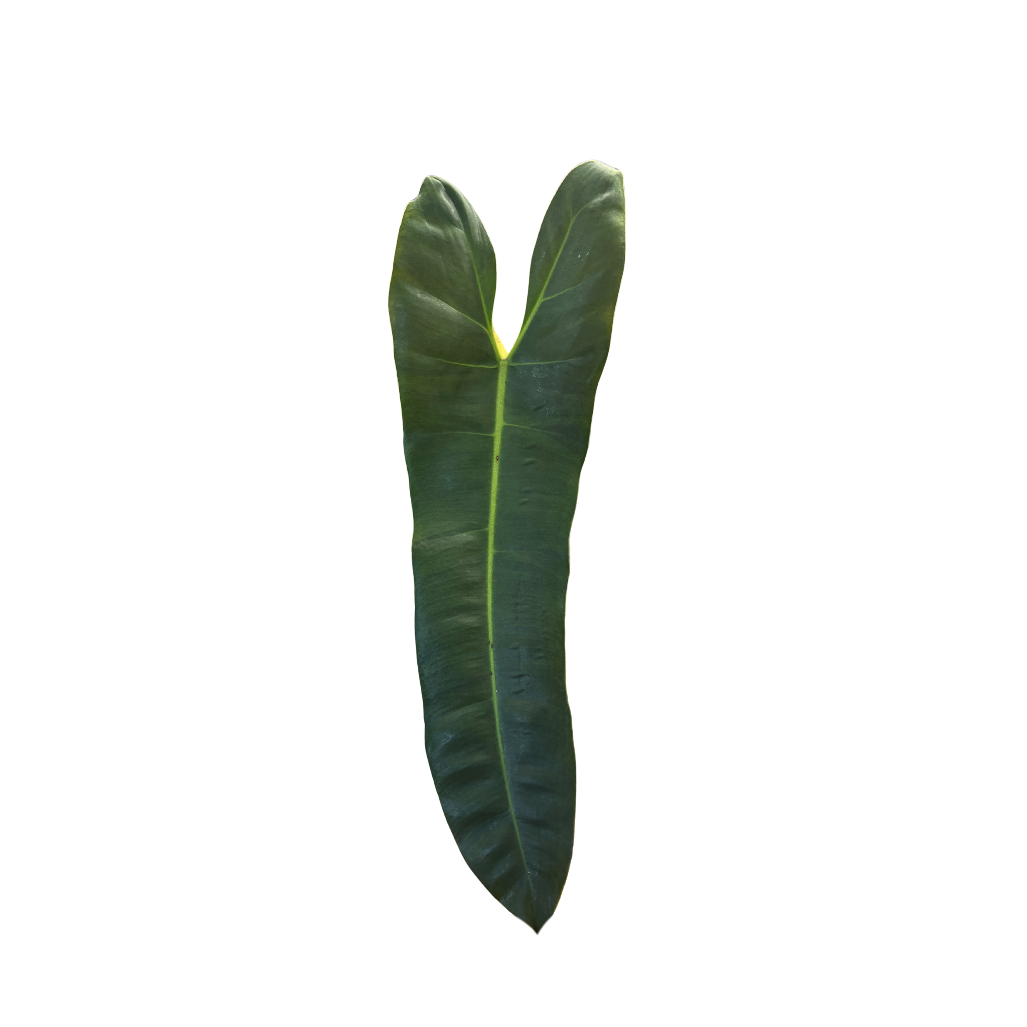 Philodendron atabapoense