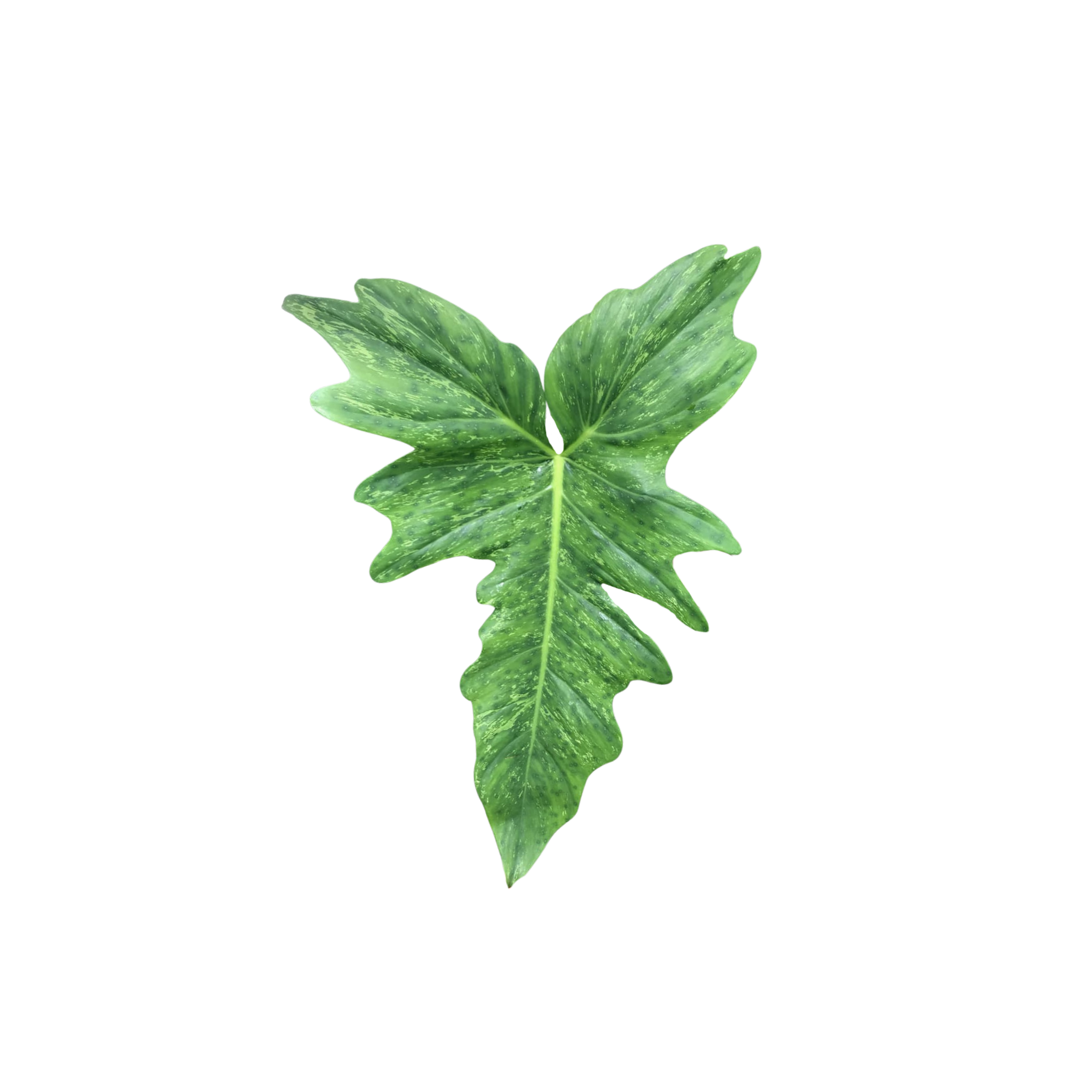 Philodendron sp. 'Golden Dragon'