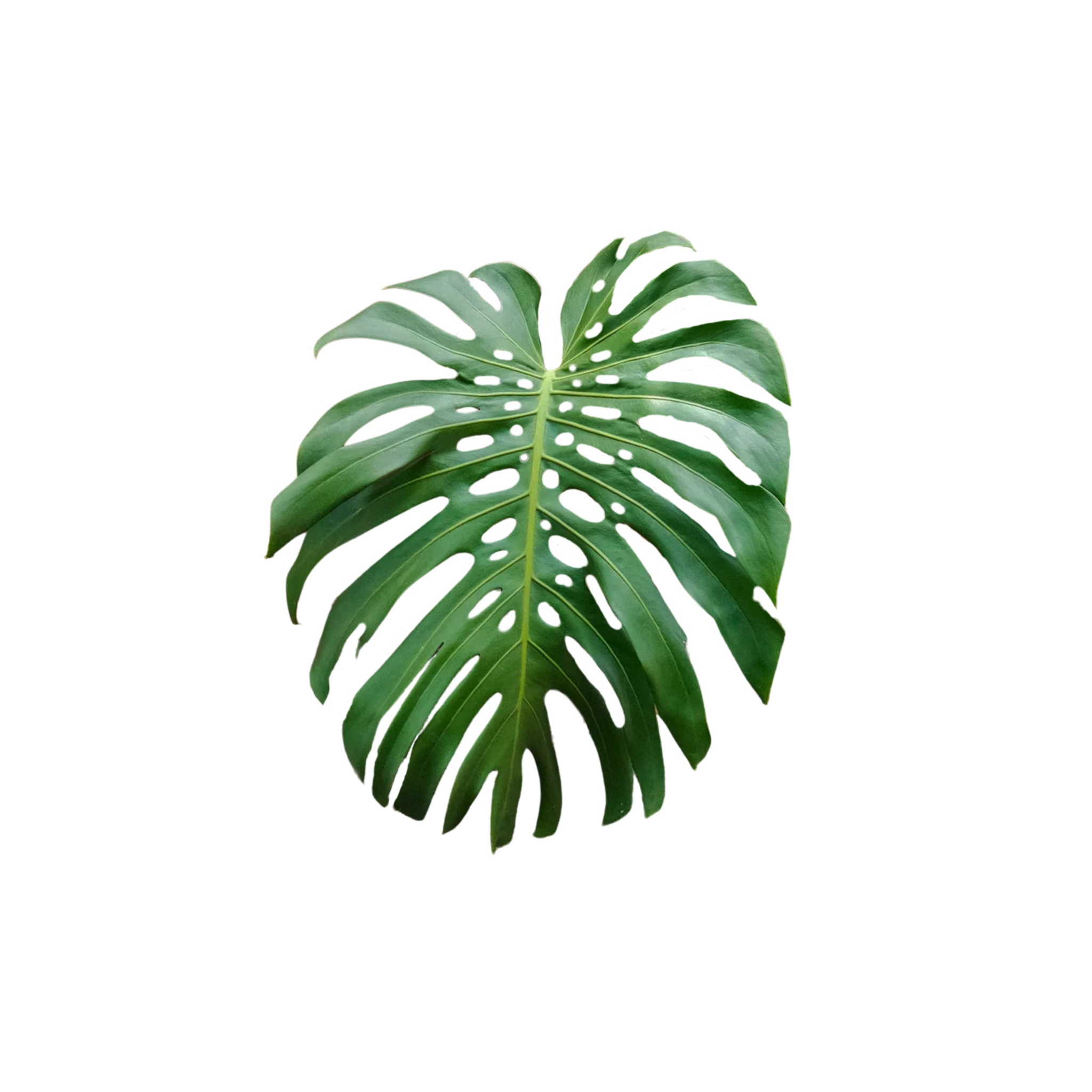 Monstera deliciosa
