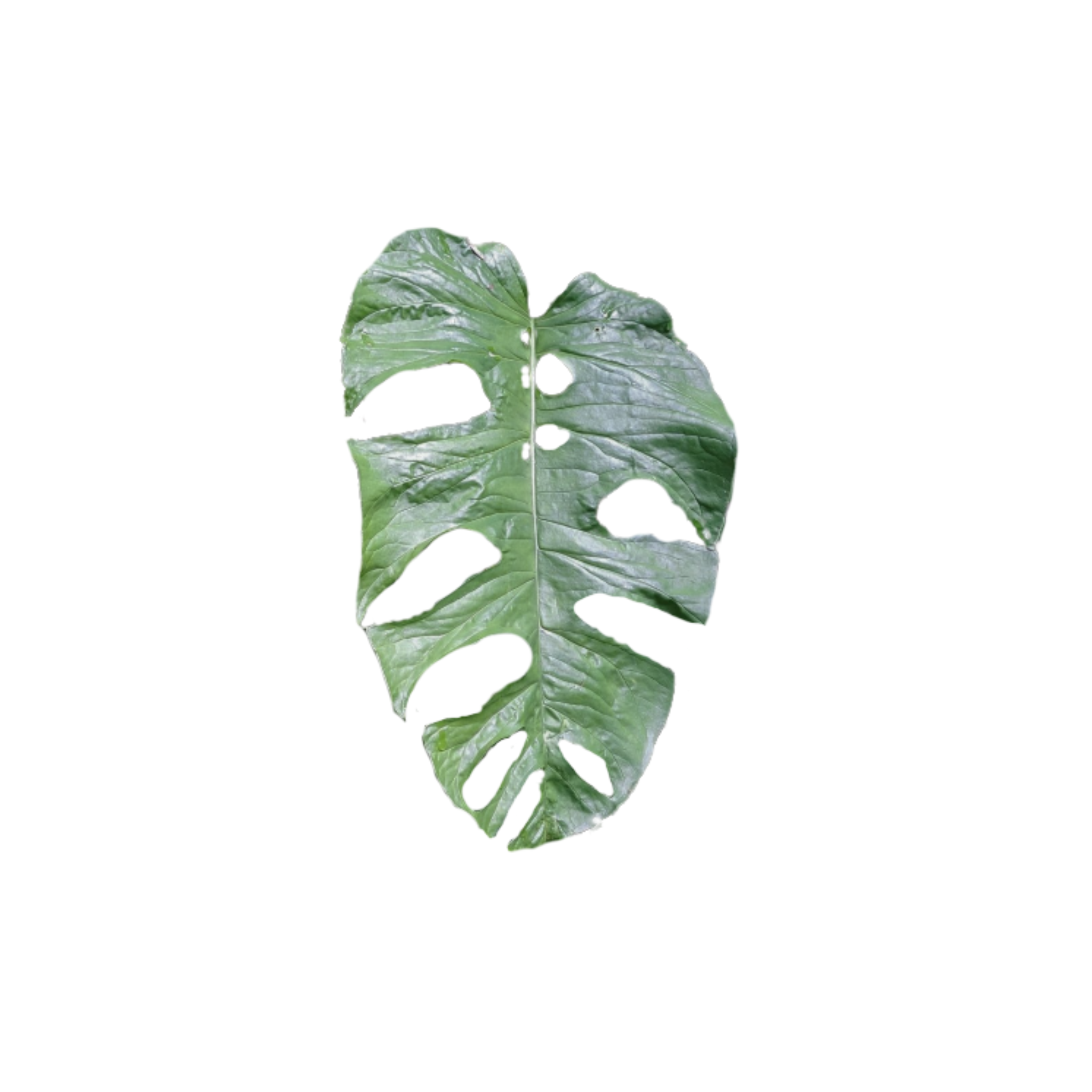 Monstera membranacea