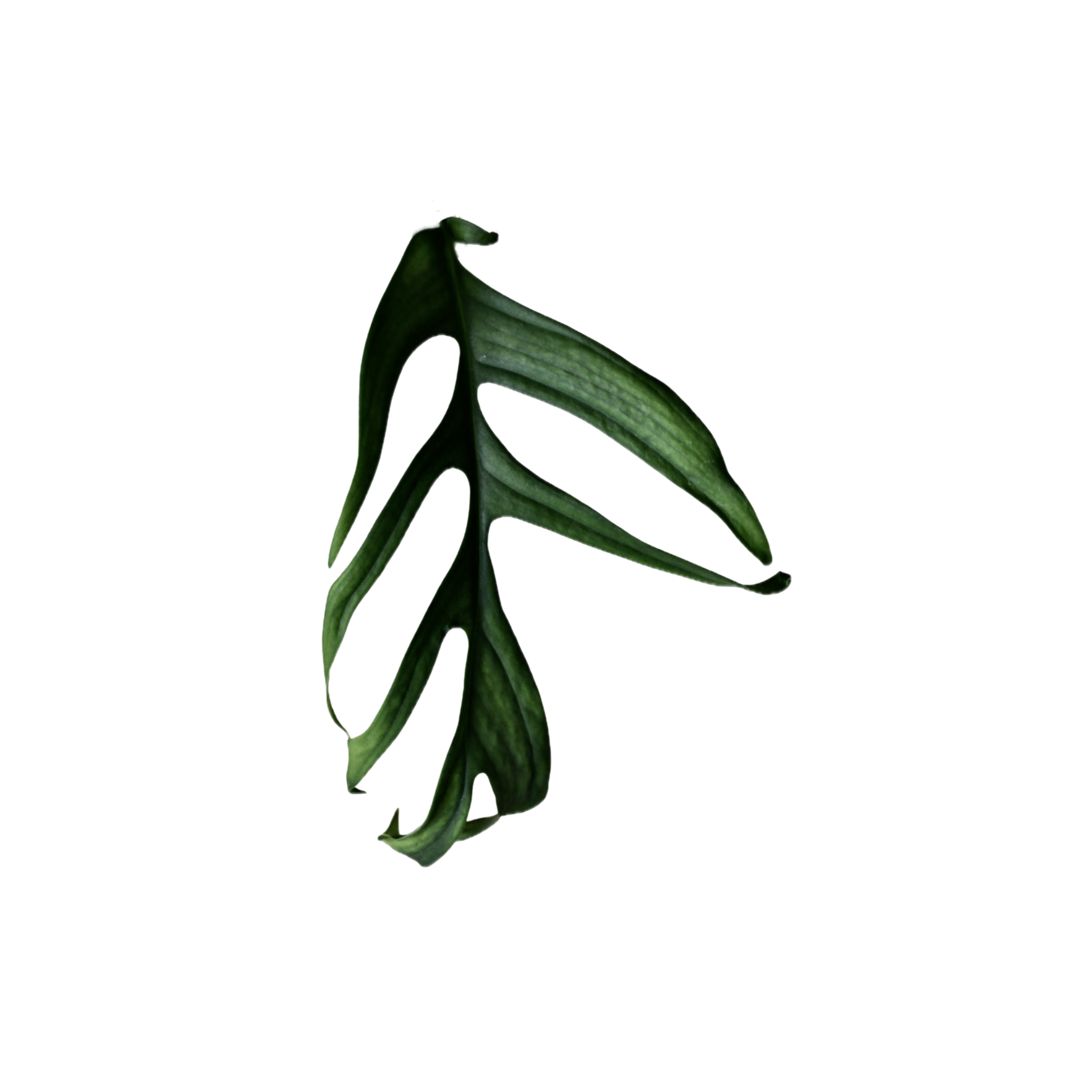 Monstera croatii