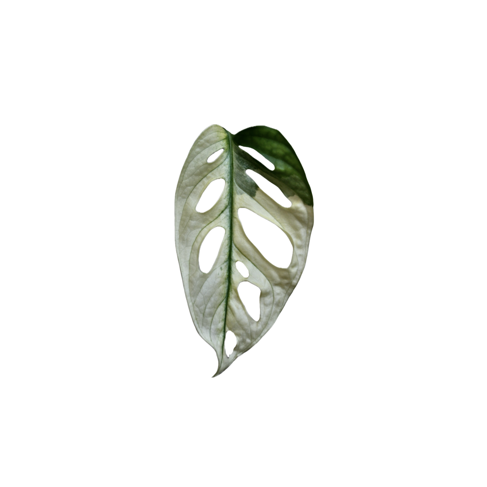 Monstera adansonii 'Variegata'