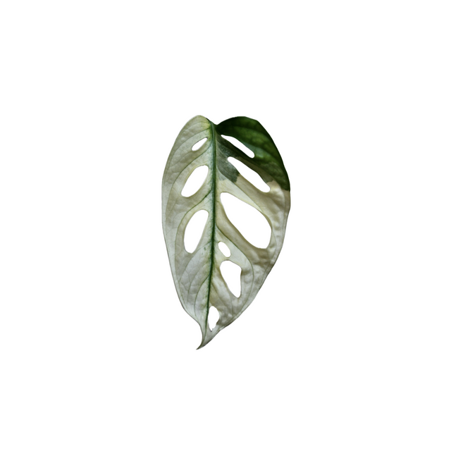 Monstera adansonii 'Variegata'