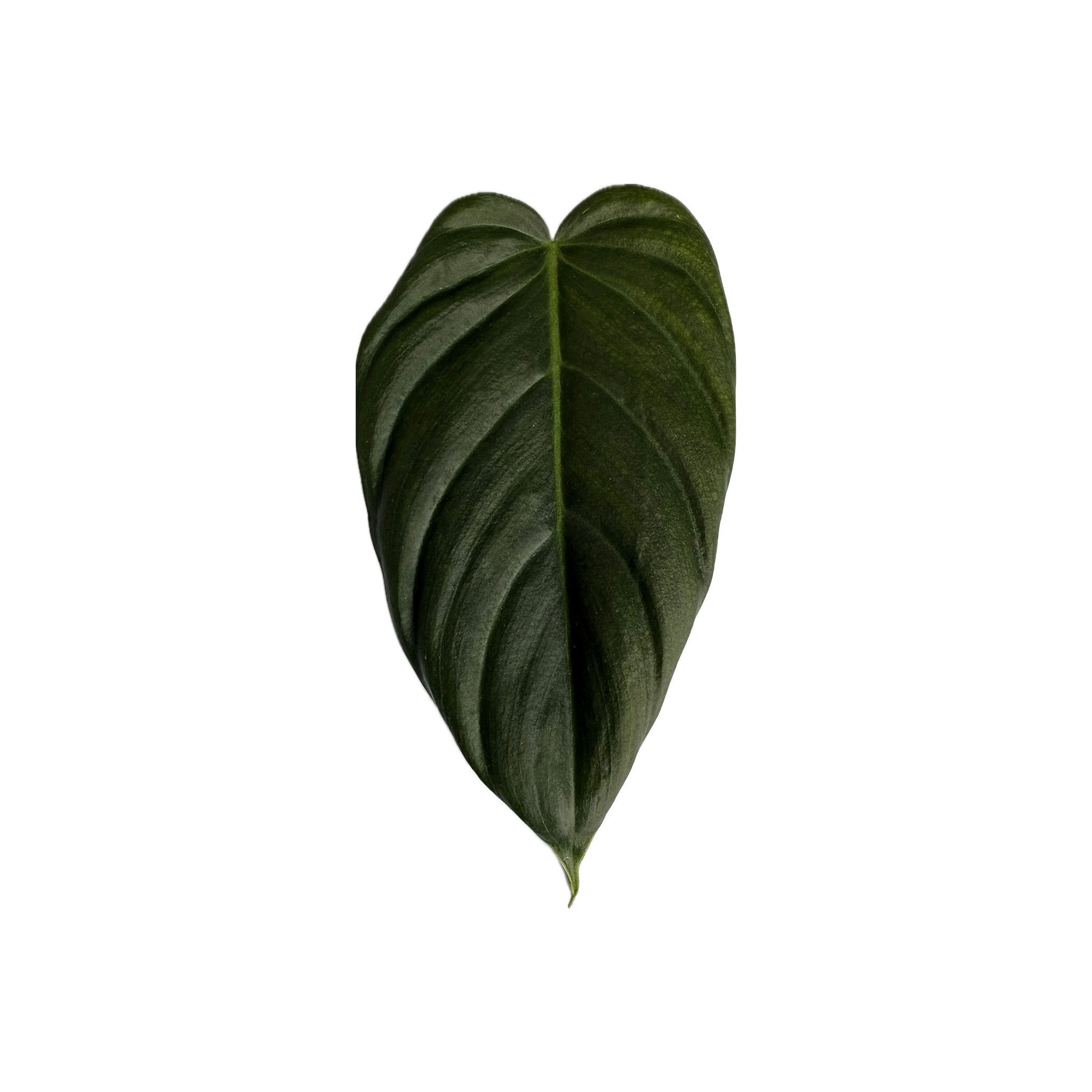 Philodendron pinnatilobum aff. x erubescens x melanochrysum