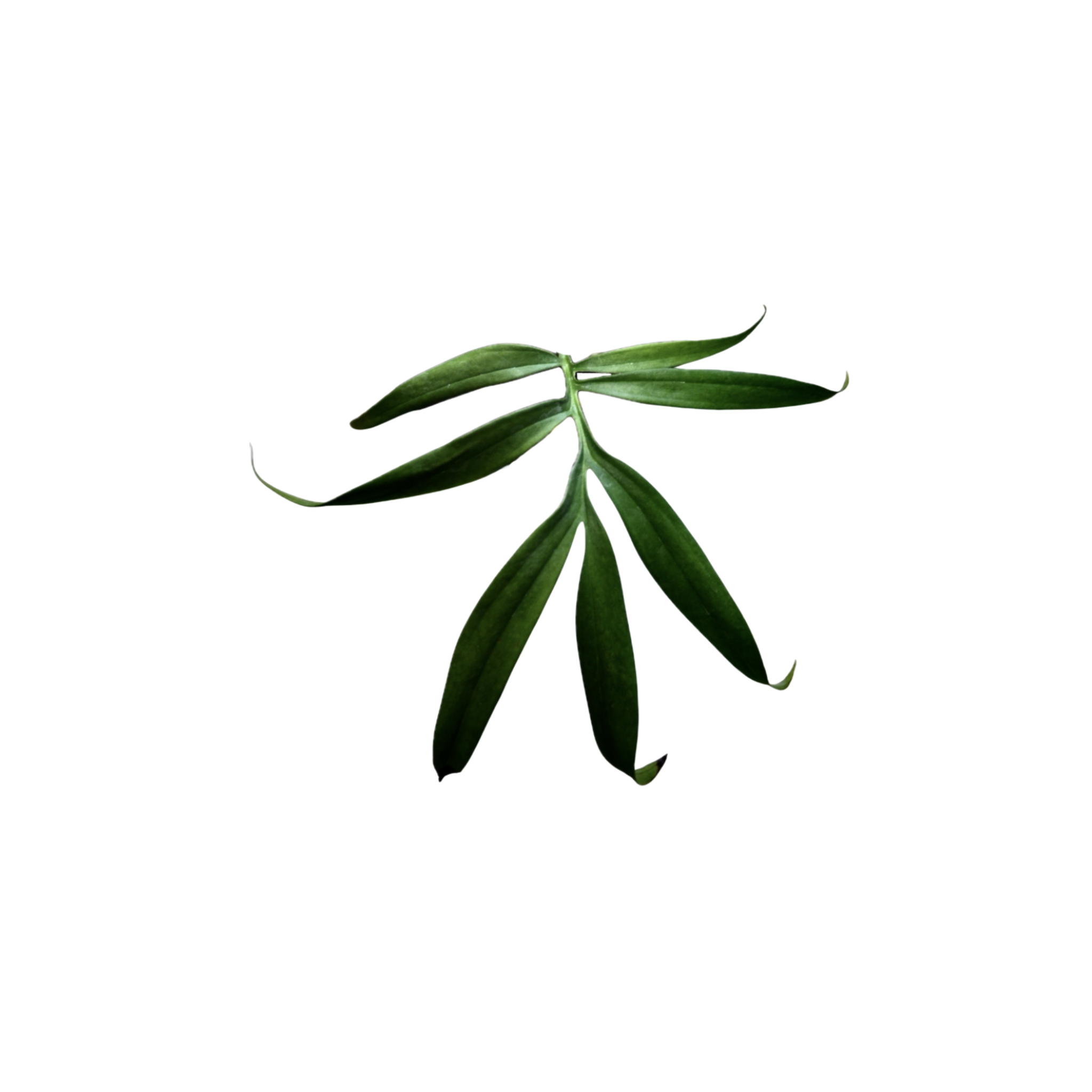 Monstera subpinnata