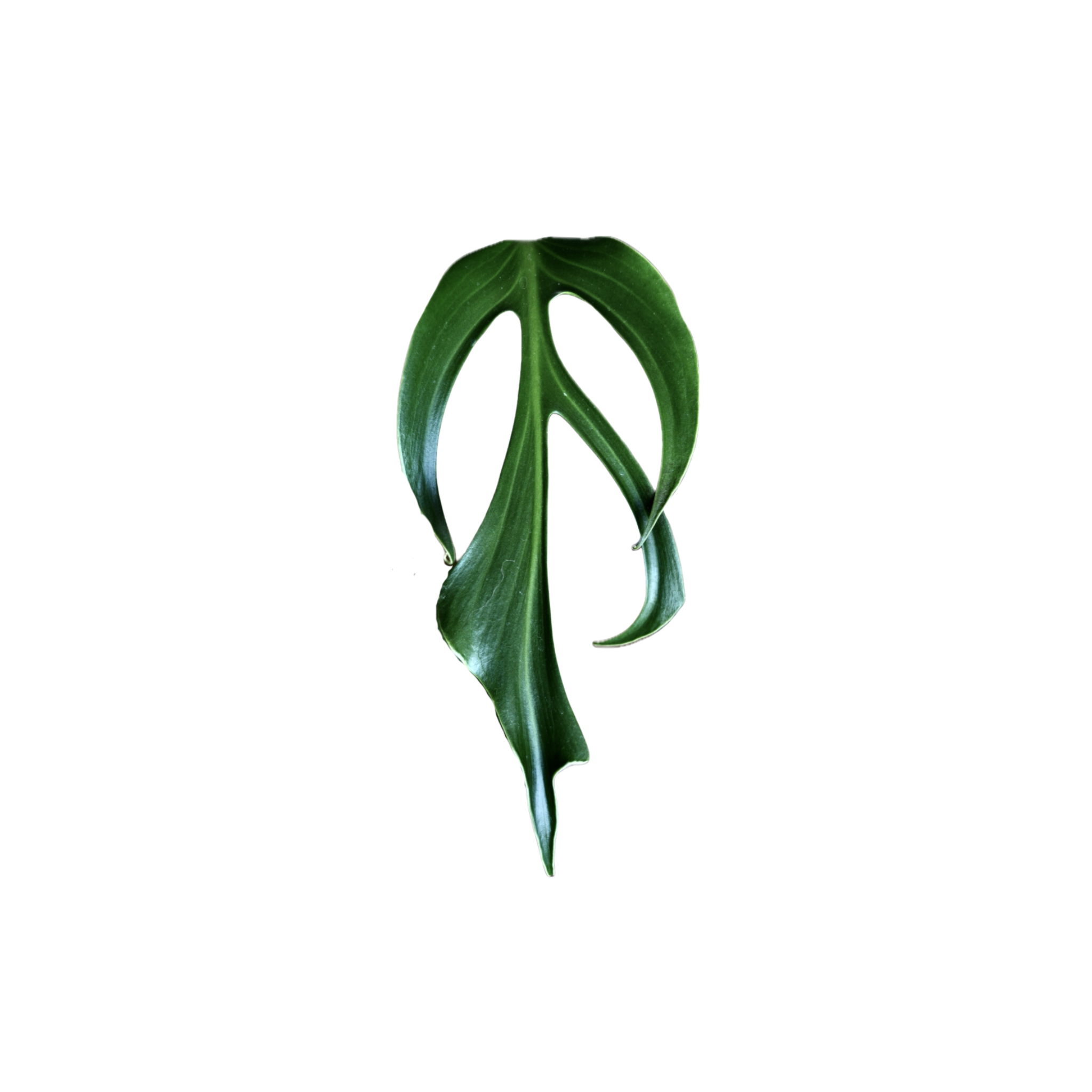 Monstera spec. nov. 'Burle Marx's Flame'