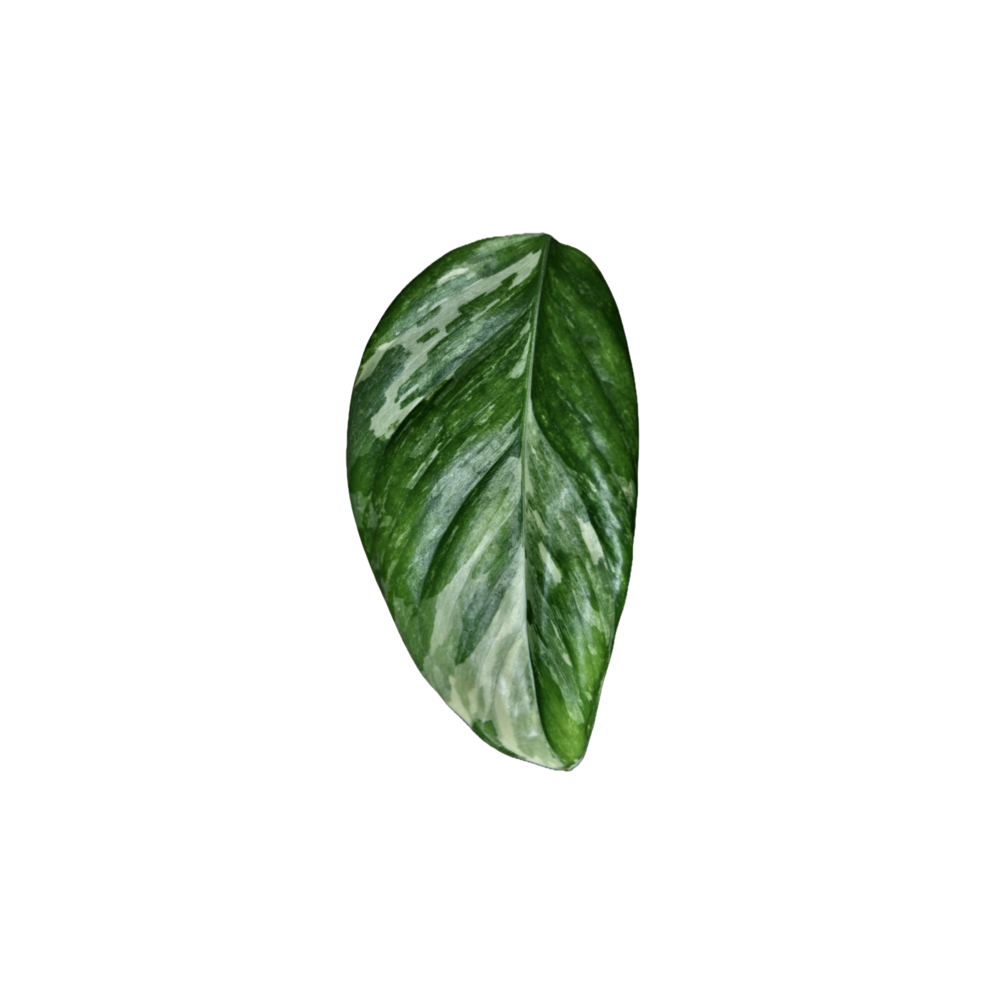 Monstera lechleriana 'Variegata'