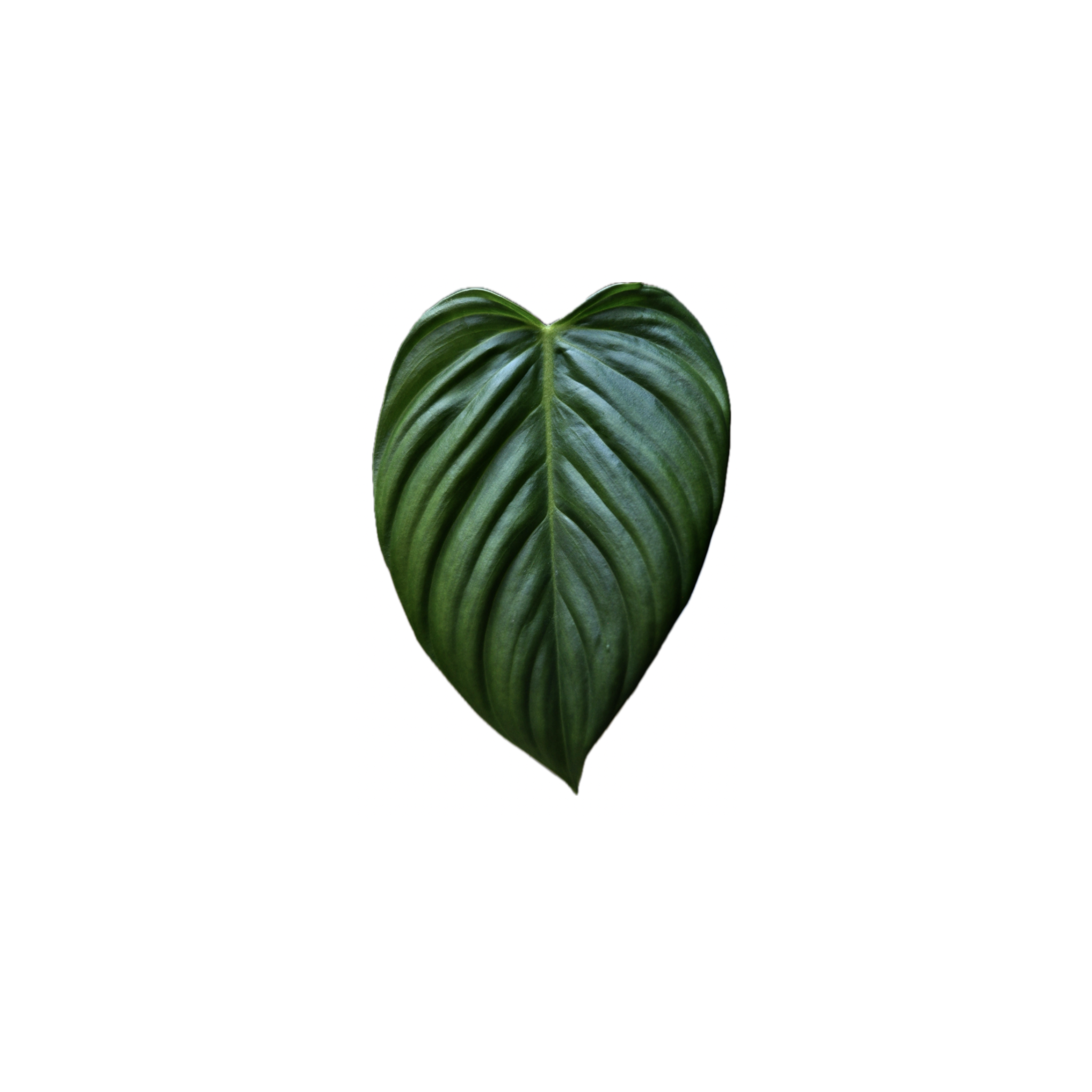 Philodendron sp. 'Fuzzy Petiole'