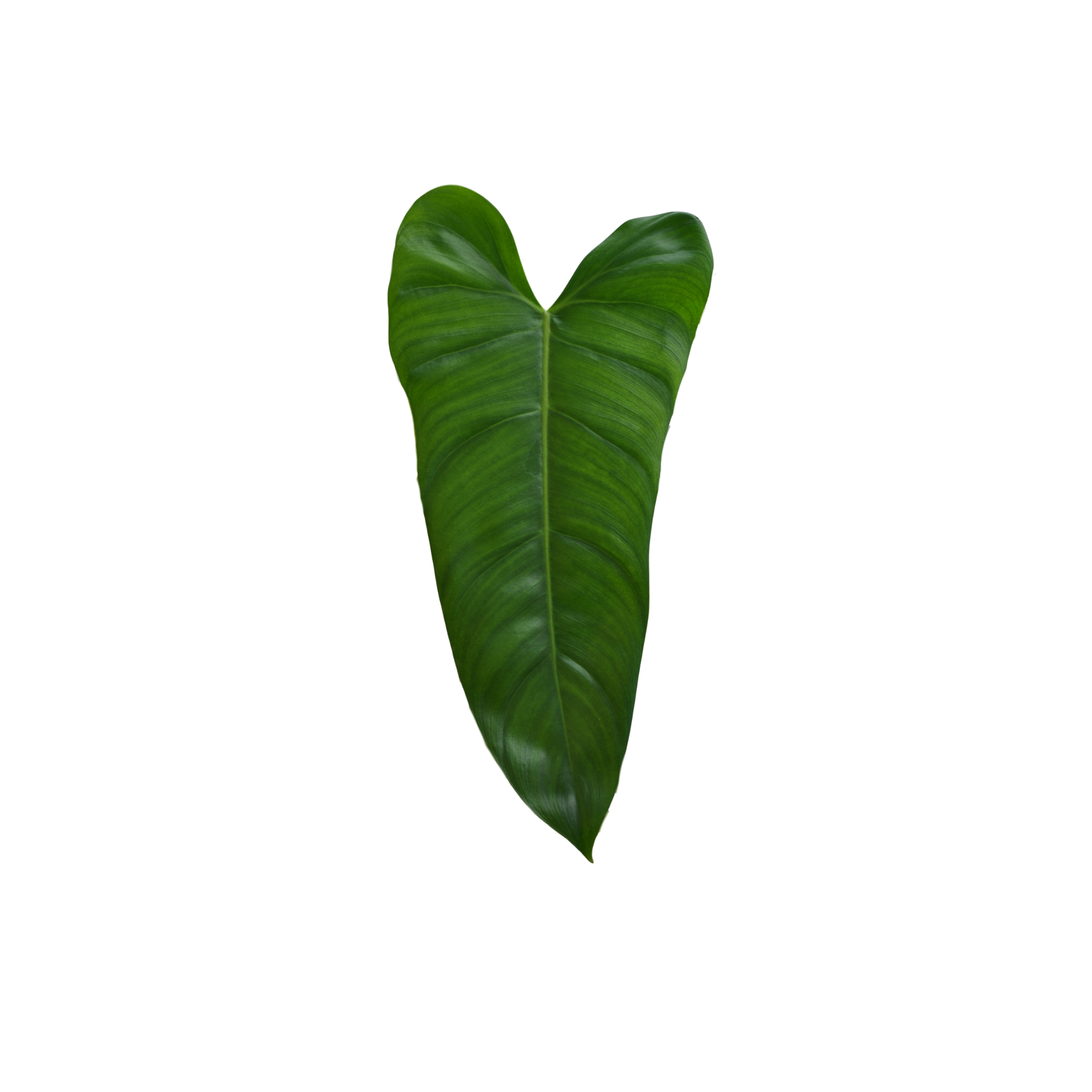 philodendron attenuatum Philodendron attenuatum – Das Pflanzenarchiv