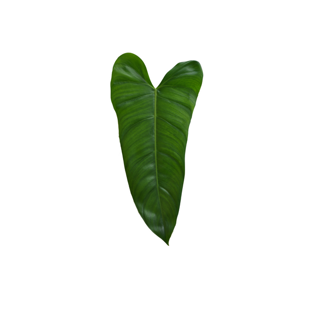 Philodendron pinnatilobum aff x imbe var. ilsemanii 'Jose Buono'