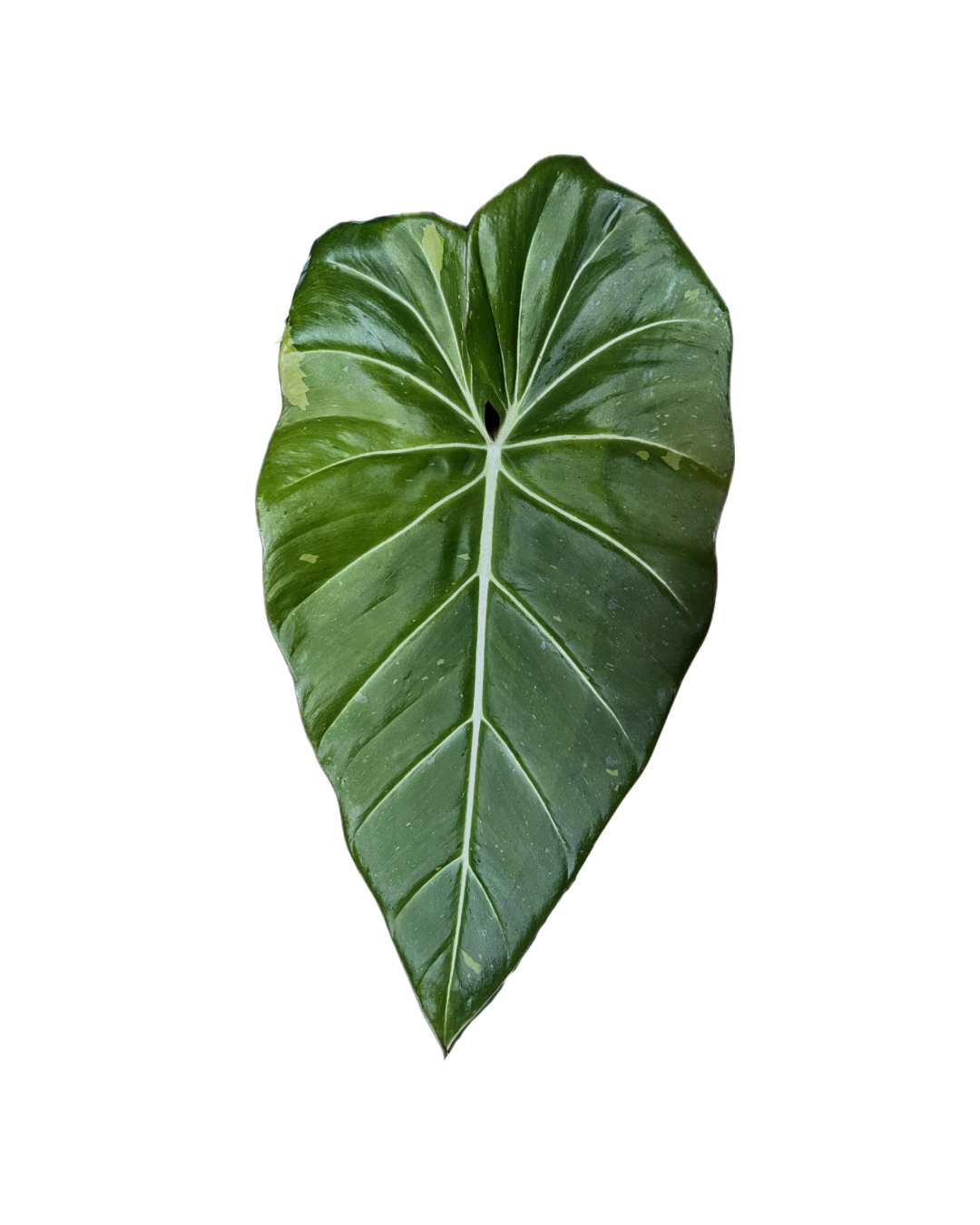 Philodendron maximum x gloriosum 'Variegata' als adulte panaschierte Hybridpflanze