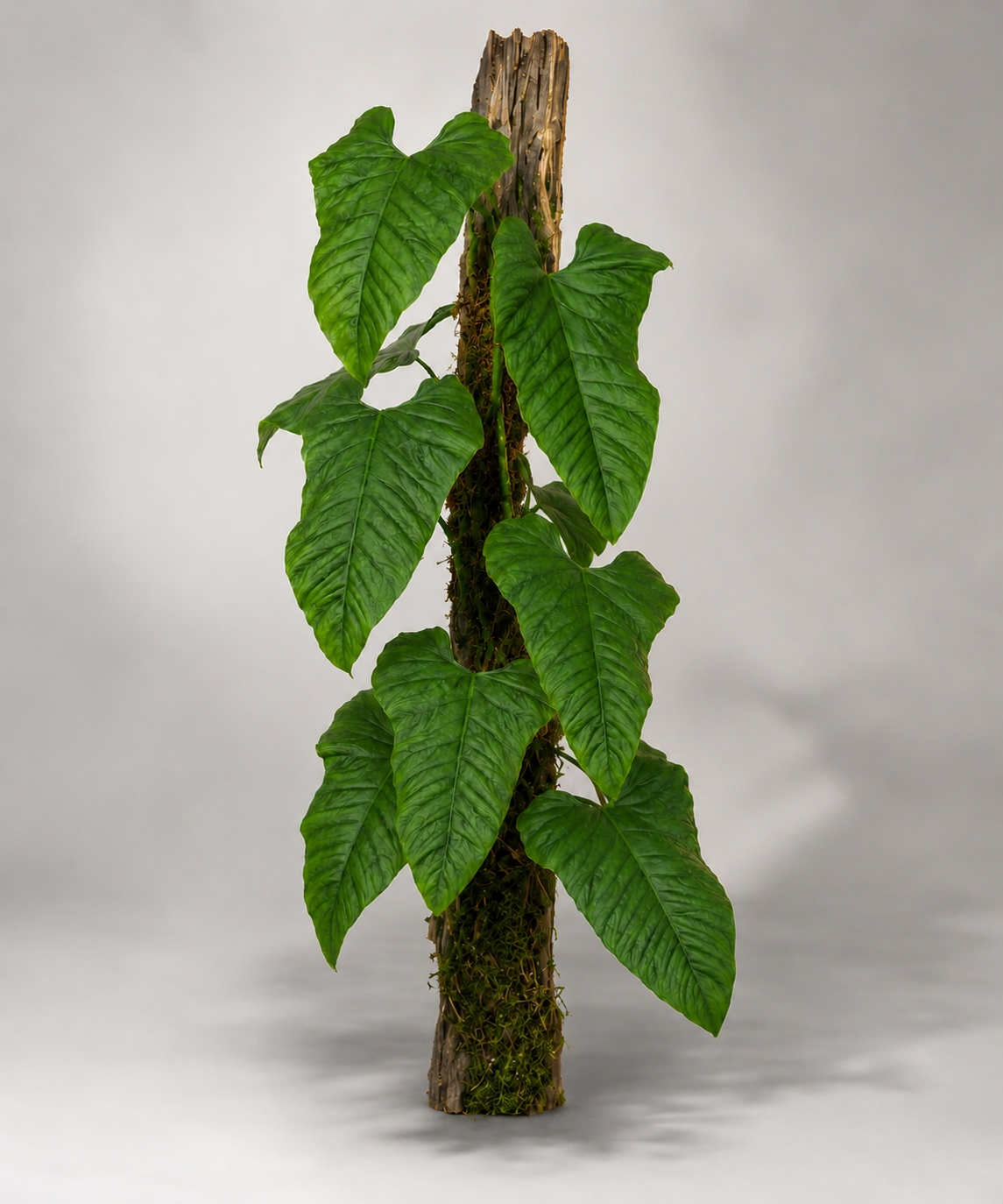 Philodendron ernestii 'Red'