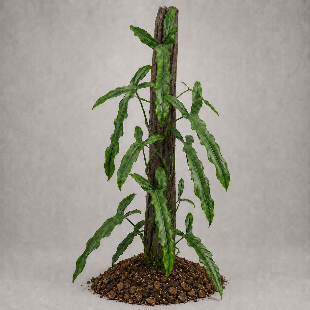 Philodendron paloraense cf. x tortum