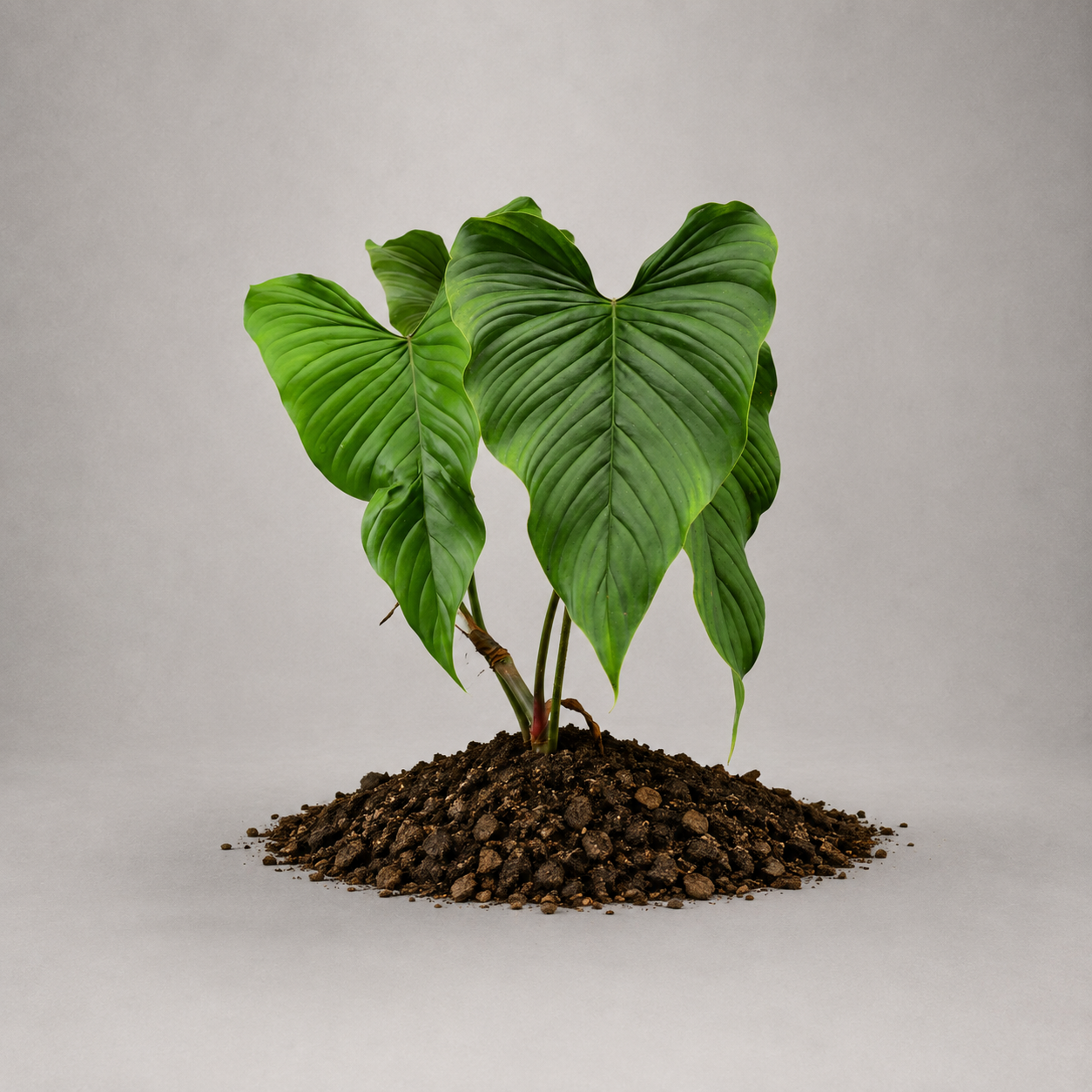 Philodendron pseudoverrucosum cf.