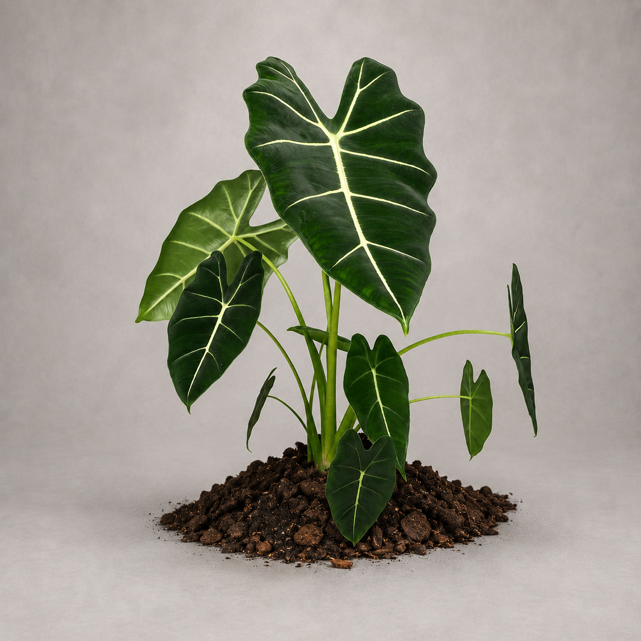 Alocasia micholitziana 'Green Velvet'