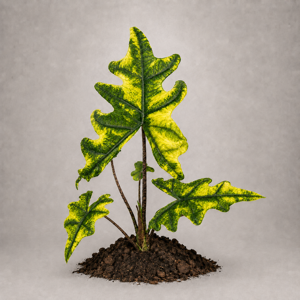 Alocasia tandurusa 'Variegata'