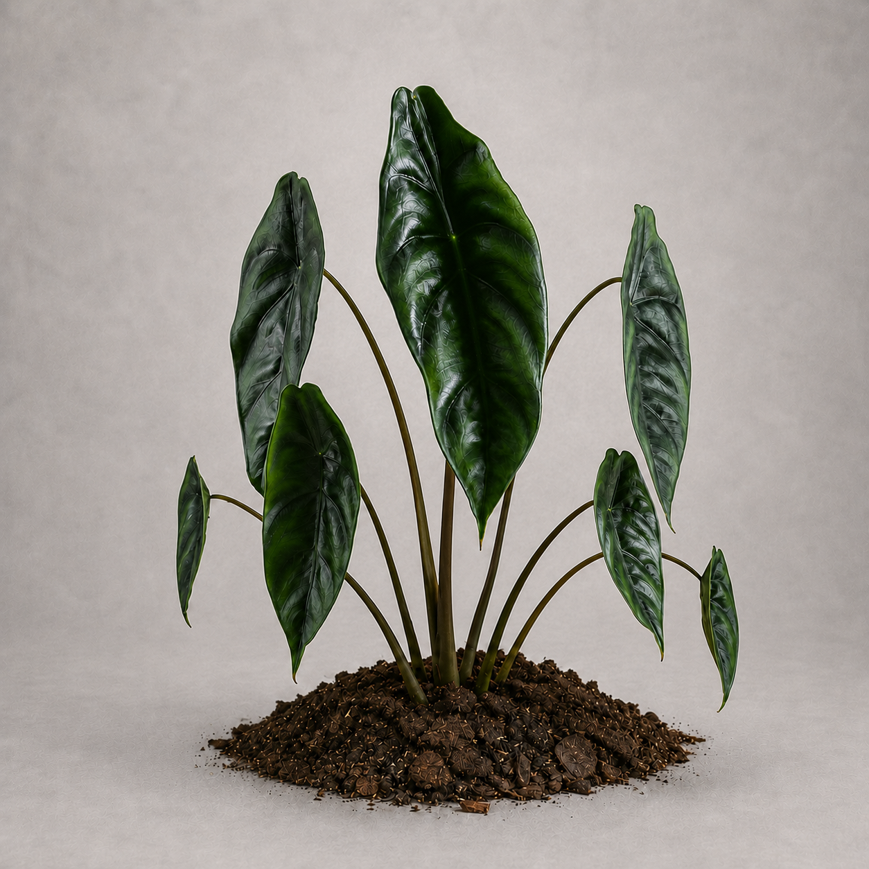 Alocasia venusta