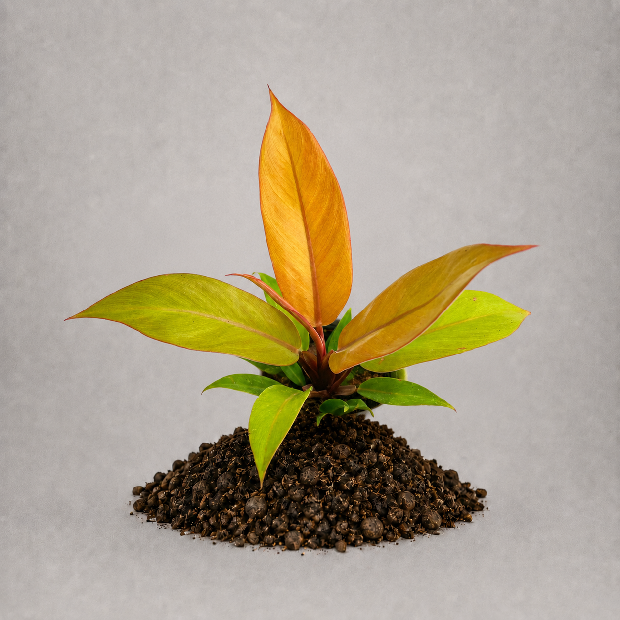 Philodendron sp. 'Prince Of Orange'