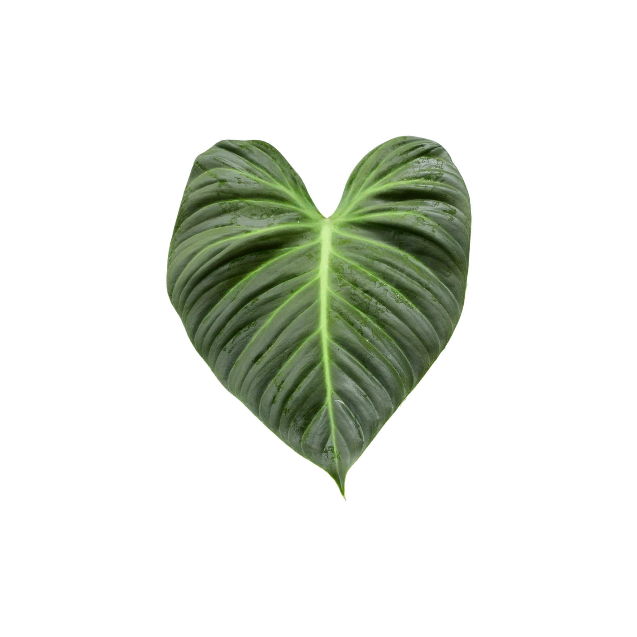 Philodendron rubrijuvenile