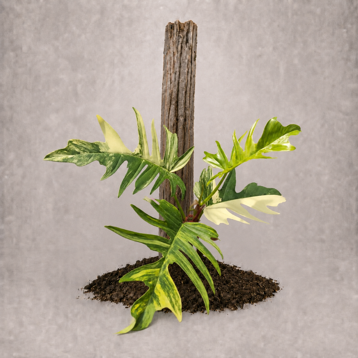 Philodendron tortum x sp. 'Florida Beauty'