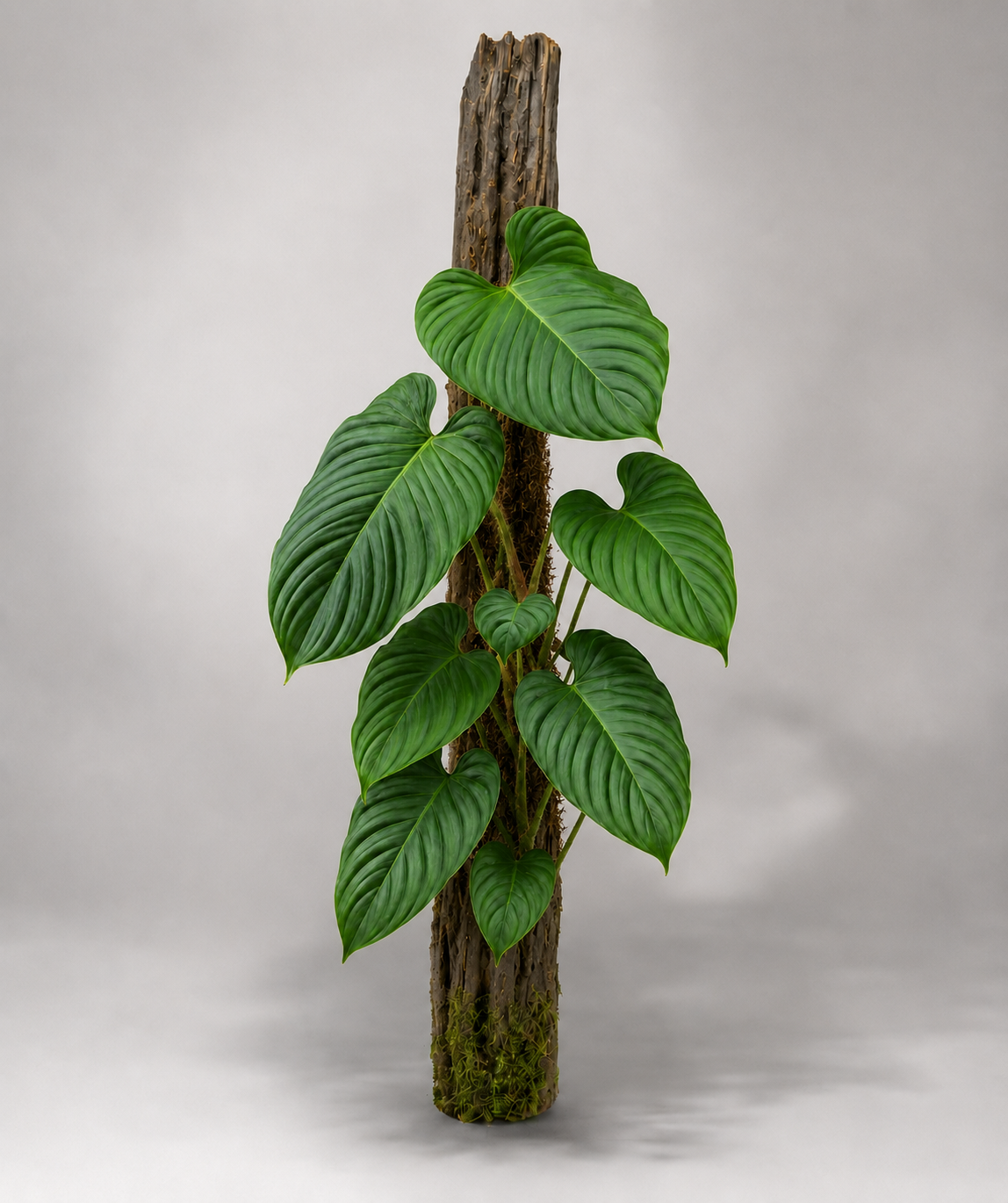 Philodendron sp. 'Fuzzy Petiole'