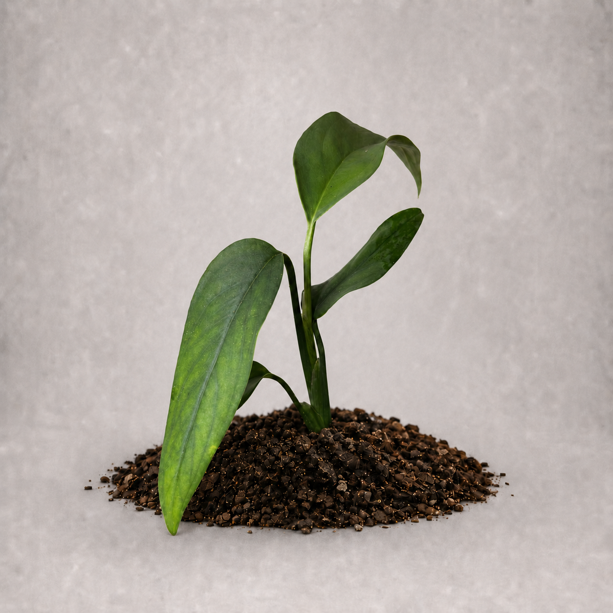 Monstera croatii