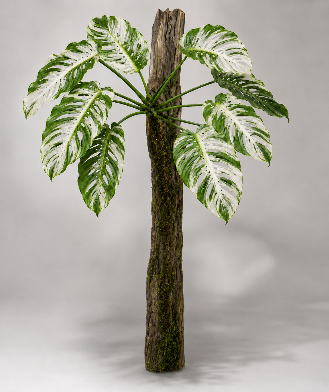 Monstera lechleriana 'Variegata'