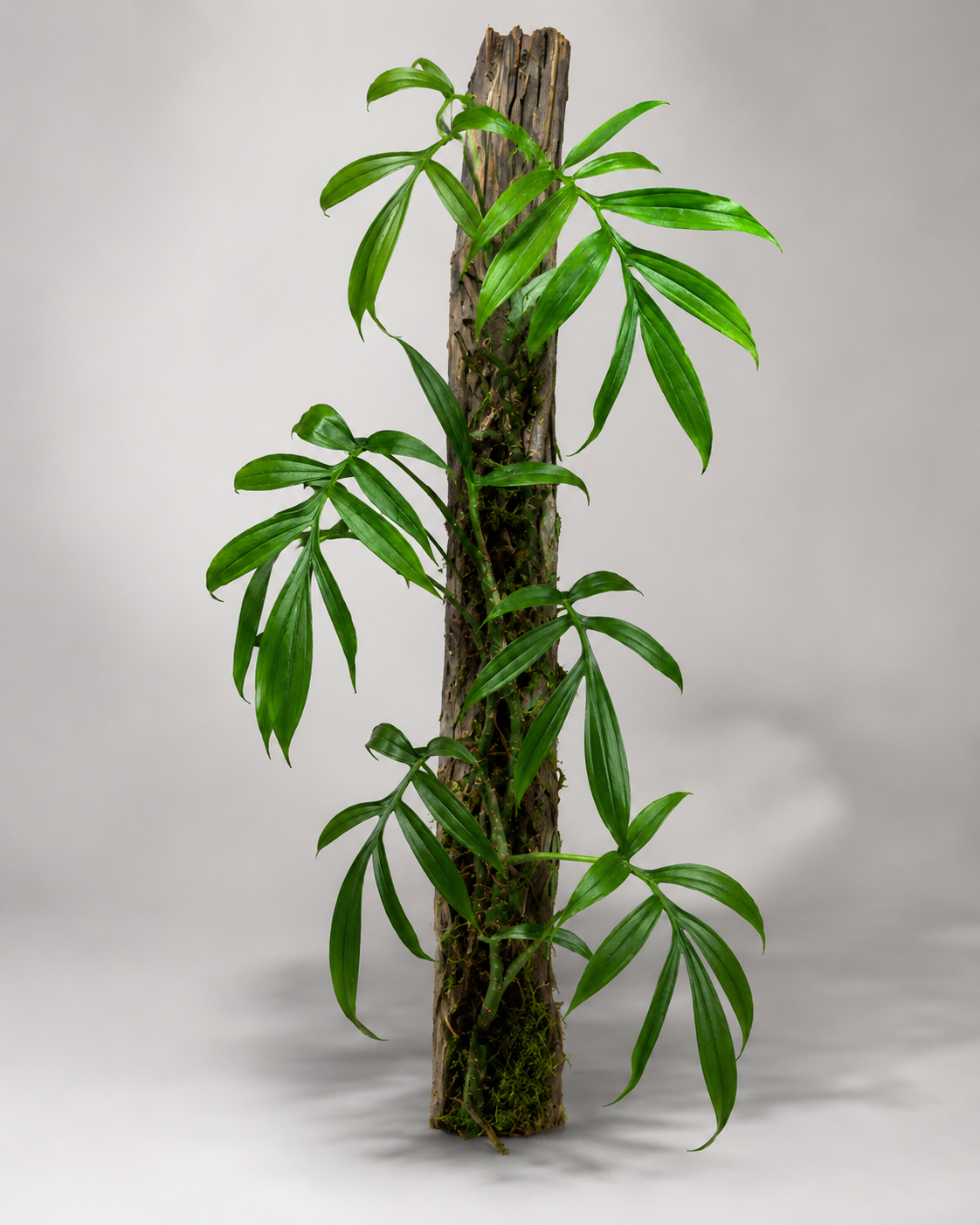 Monstera subpinnata
