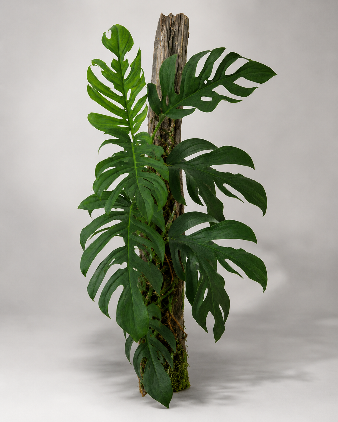 Monstera dissecta