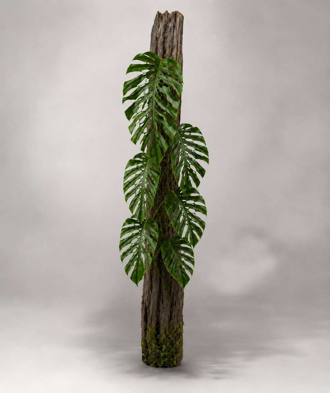 Monstera dubia