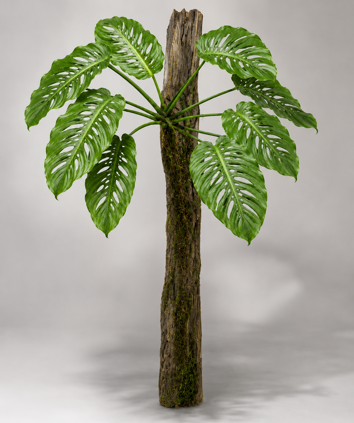 Monstera lechleriana