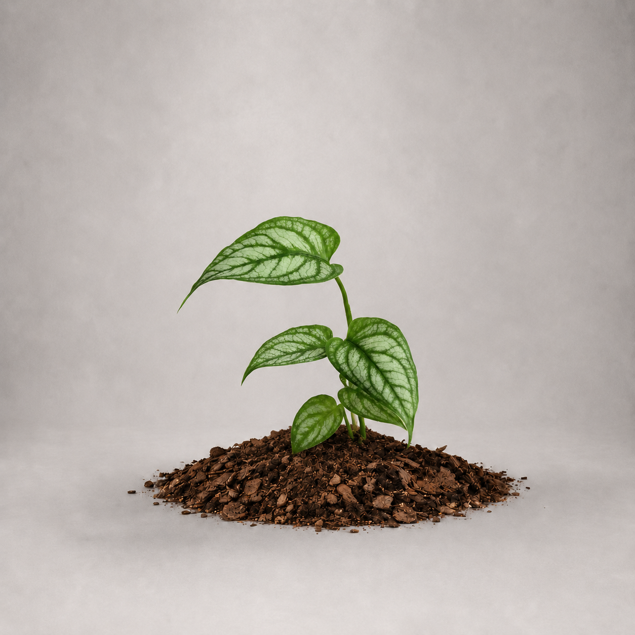 Monstera siltepecana