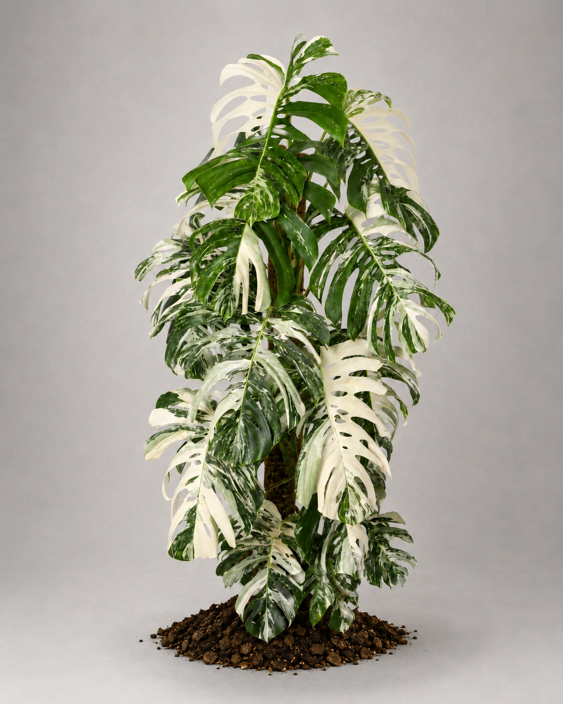 Monstera deliciosa var. borsigiana 'Variegata'