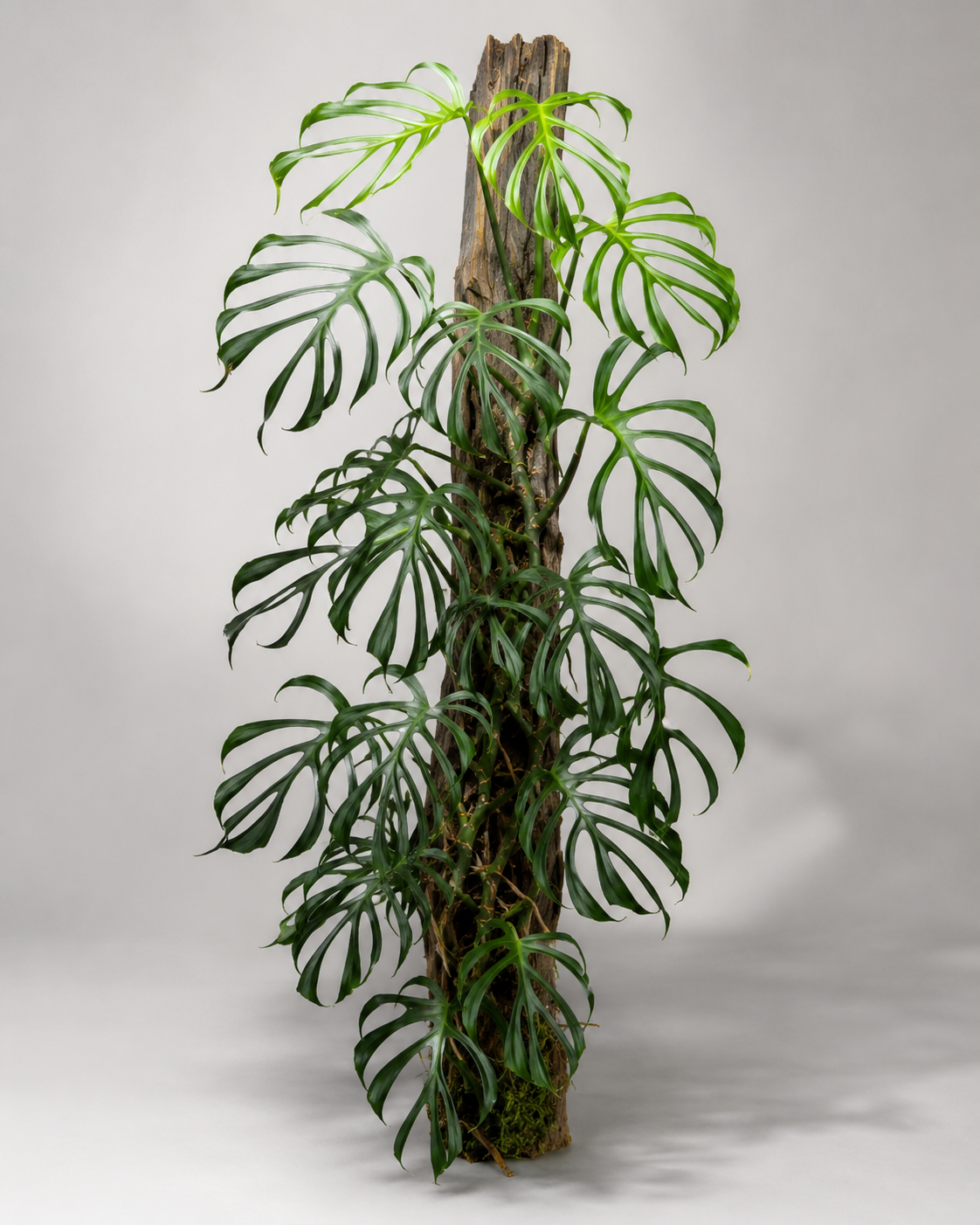 Monstera spec. nov. 'Burle Marx's Flame'