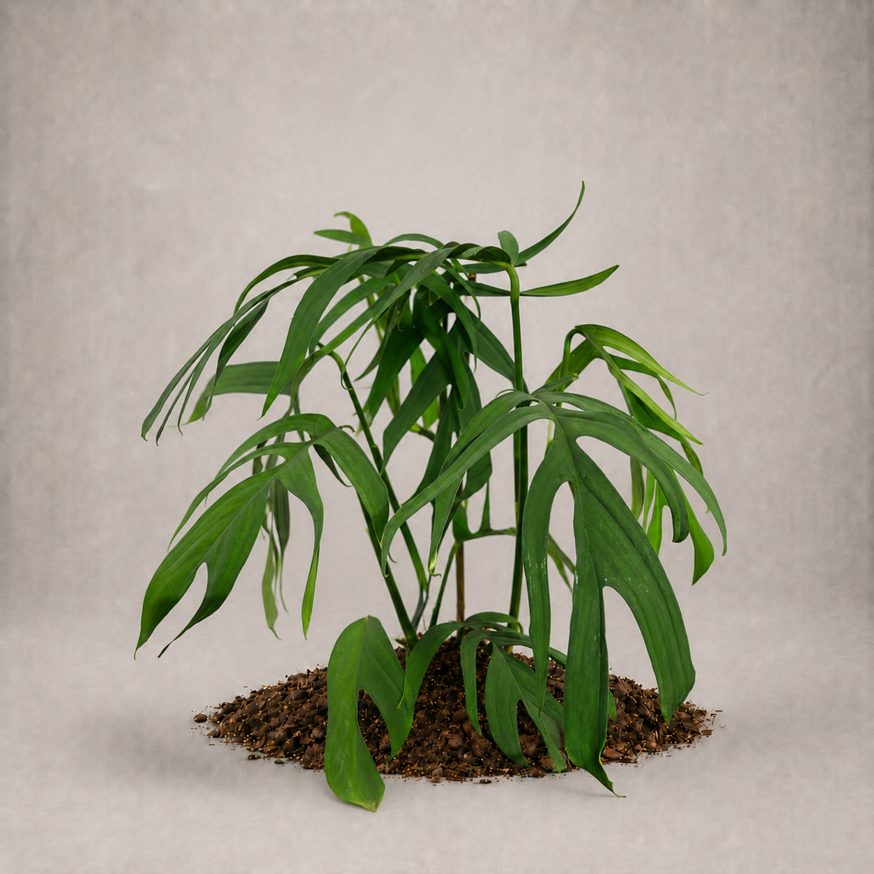 Monstera croatii