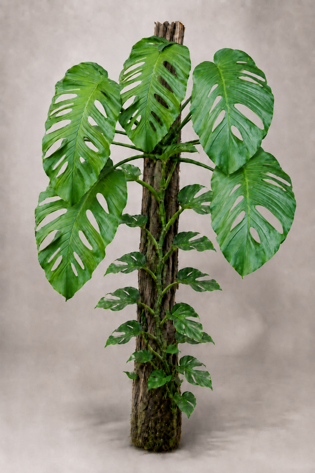 Monstera egregia