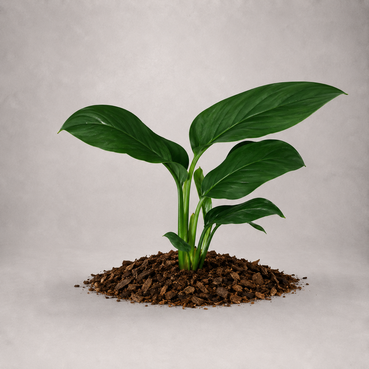 Monstera lechleriana